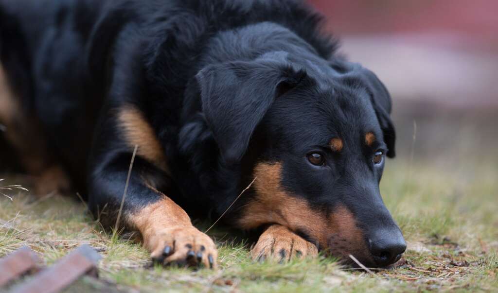 Beauceron opis rasy