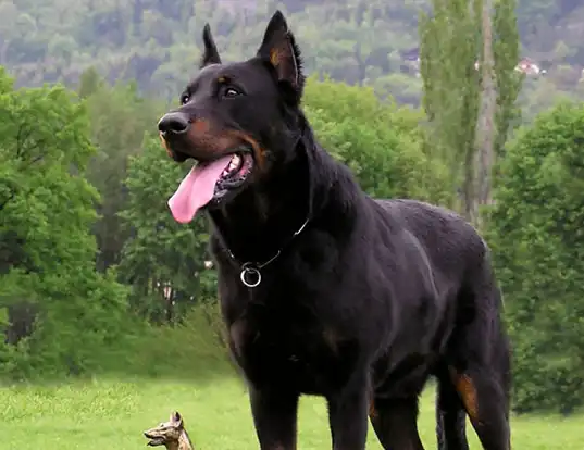 Beauceron