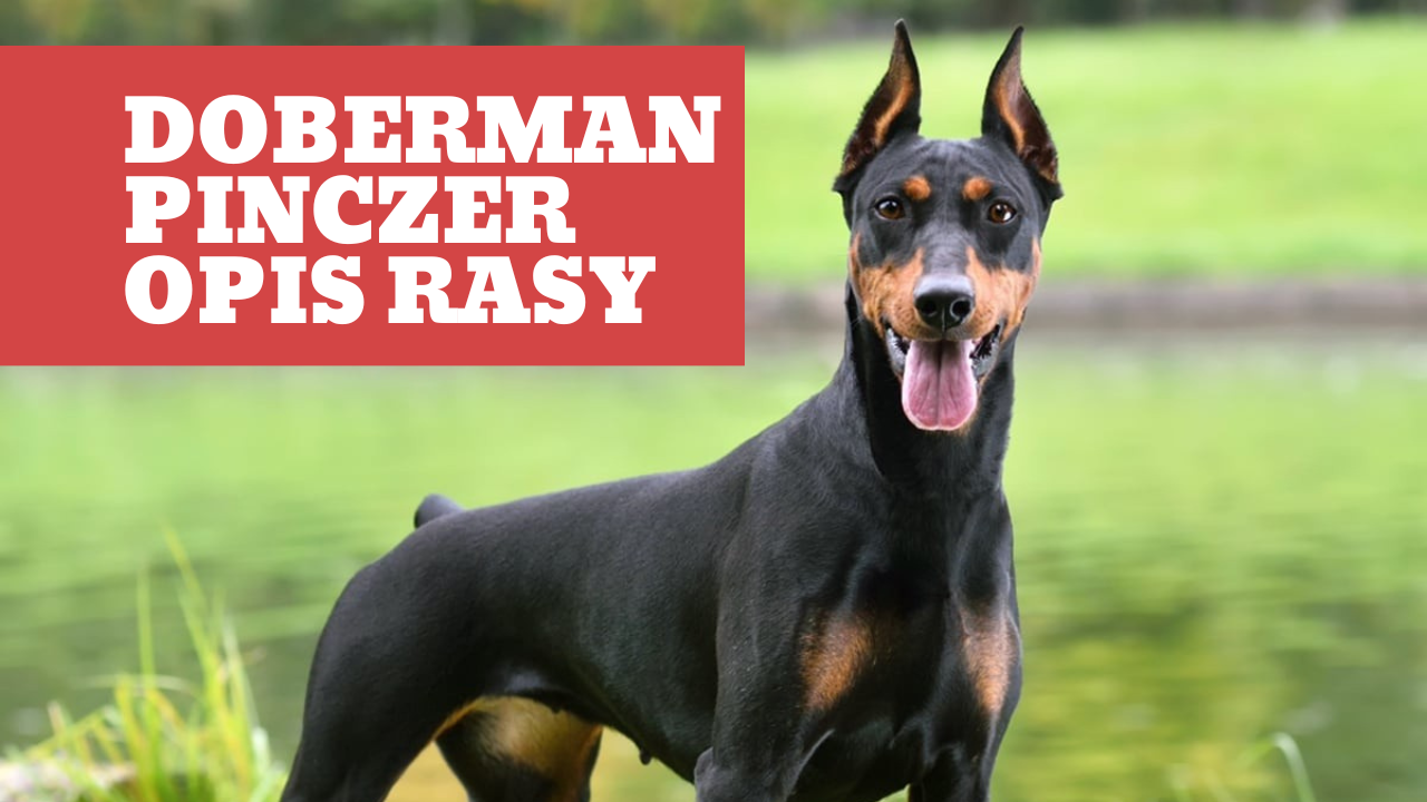 DOBERMAN PINCZER Opis Rasy