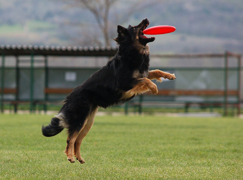 Dogfrisbee