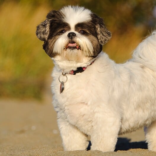 Shih Tzu