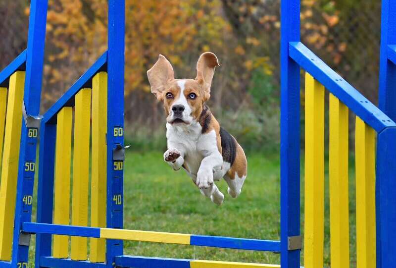 Dog Agility