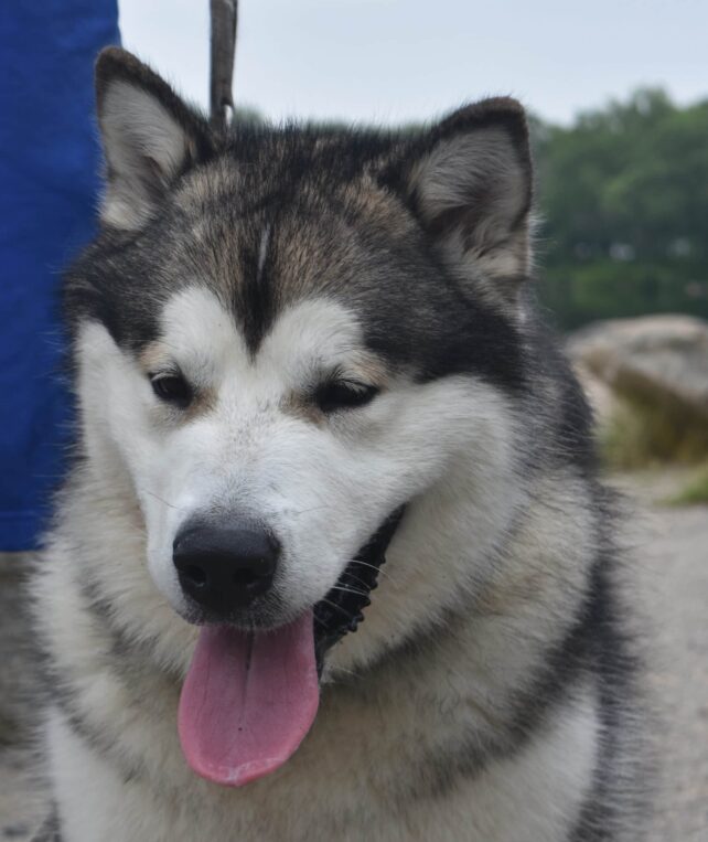 alaskan malamute opis rasy