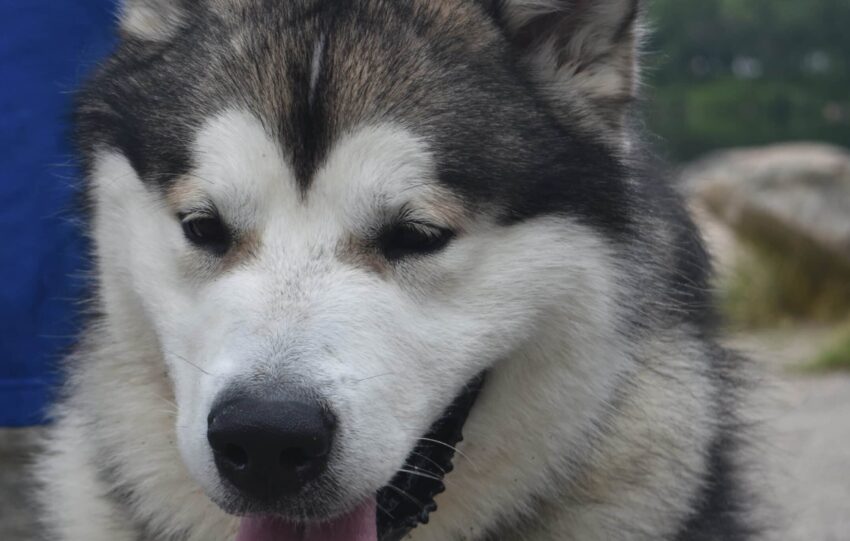 alaskan malamute opis rasy