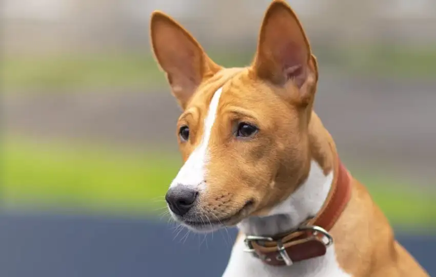 Basenji - Opis rasy 8 basenji