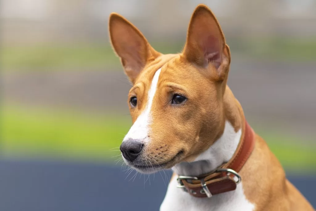 basenji