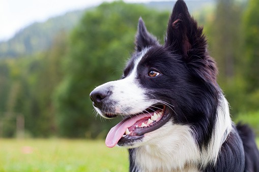 border collie opis rasy