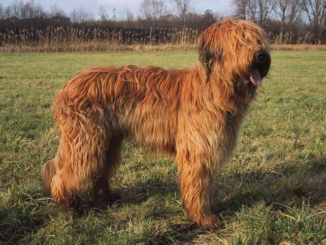 briard