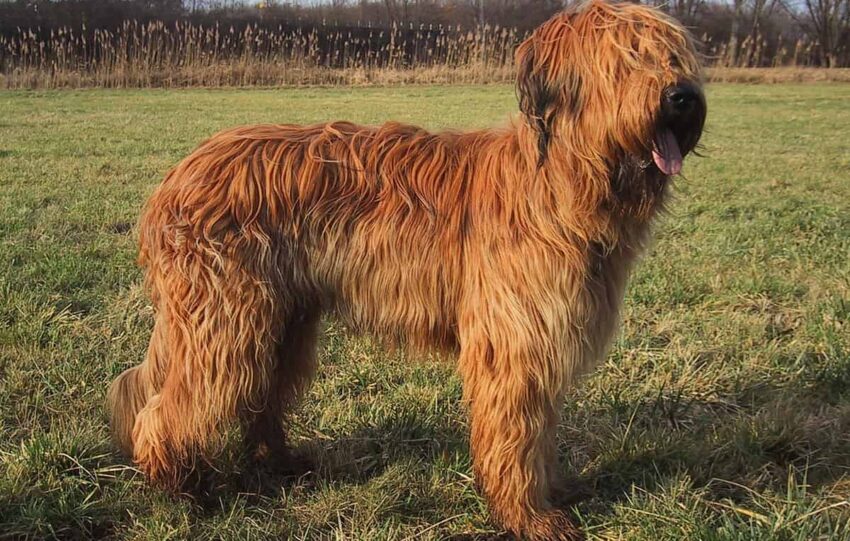 briard