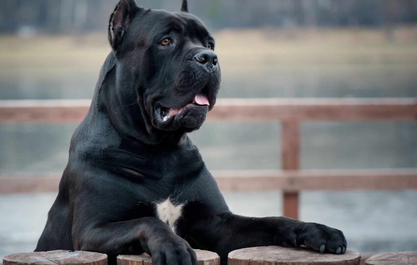 cane corso opis rasy