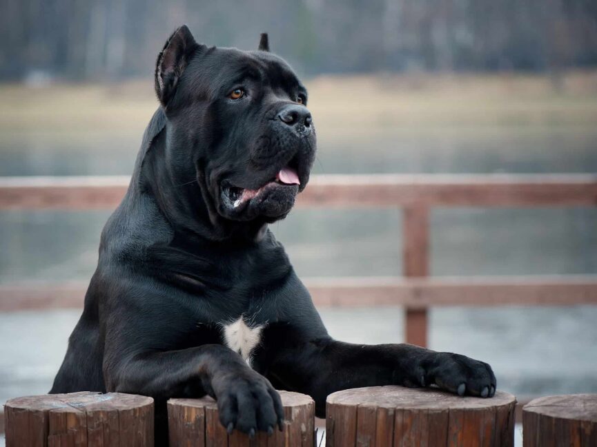 cane corso opis rasy