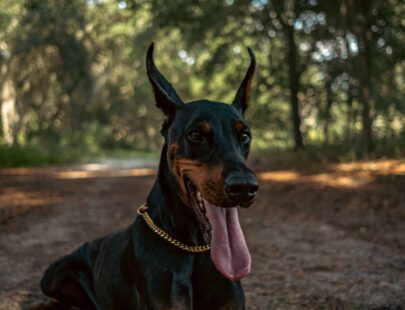 Doberman Pinczer – opis rasy