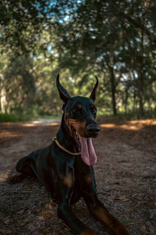 doberman rasa psa