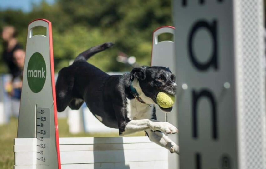 flyball