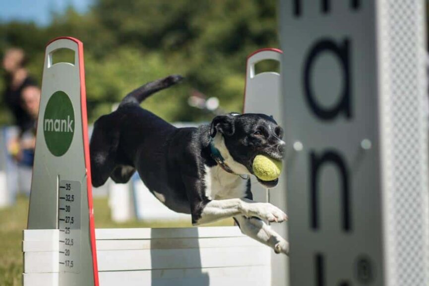 flyball