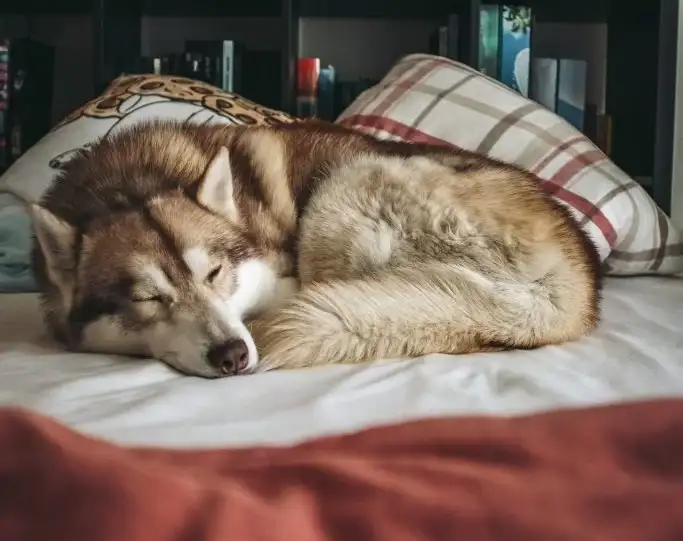 husky syberyjski opis rasy