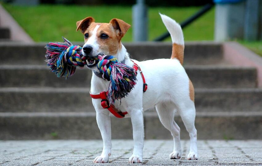 jack russell terrier