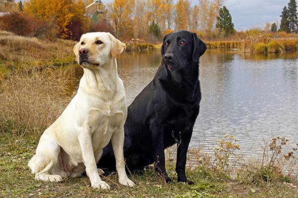 Labrador retriever opis rasy