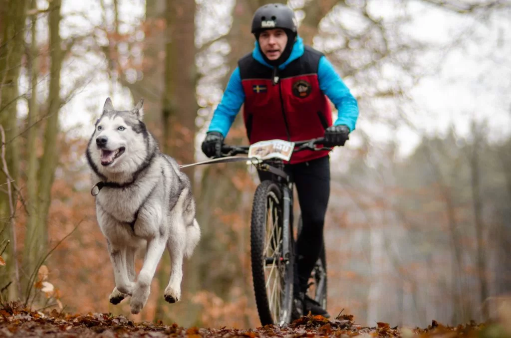 scooterjoring