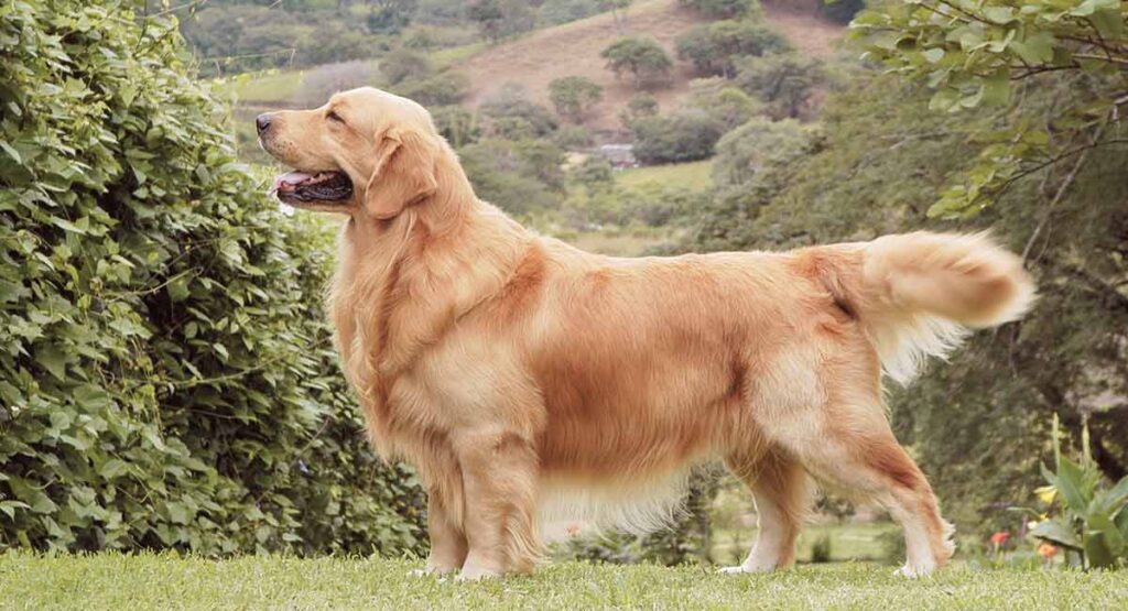 Golden Retriever charakterystyka