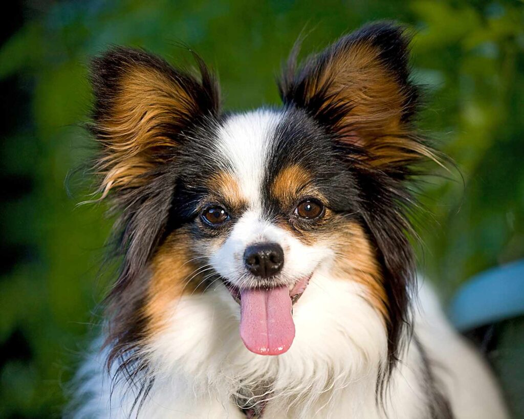 Papillon charakter