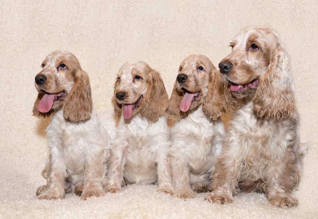 cocker spaniel opis rasy