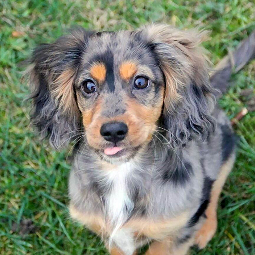 cocker spaniel charakterystyka