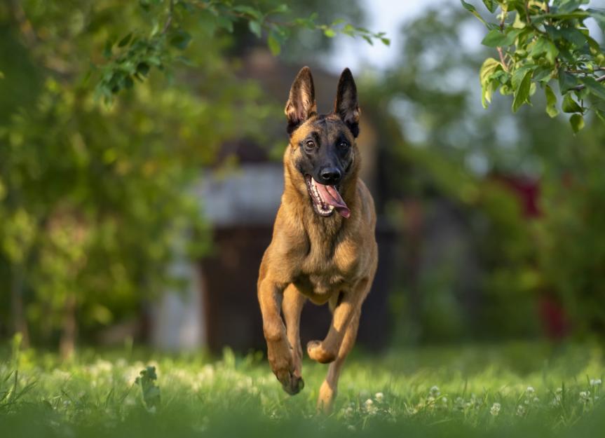 owczarek belgijski malinois charakter