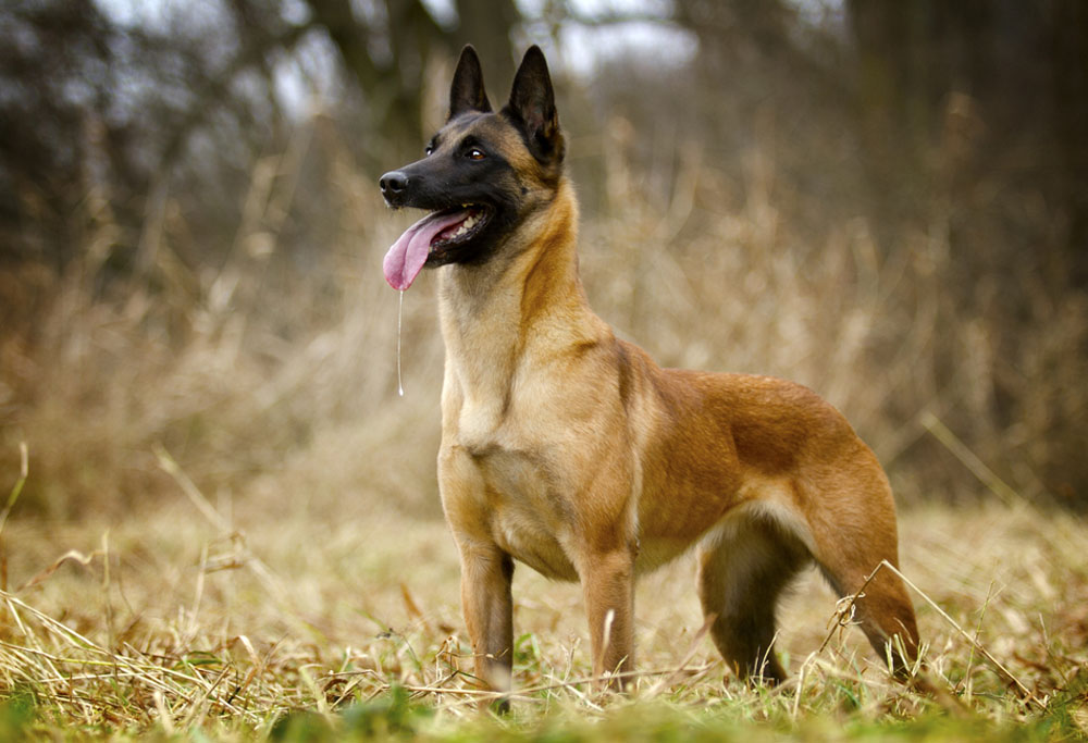 owczarek belgijski malinois charakter