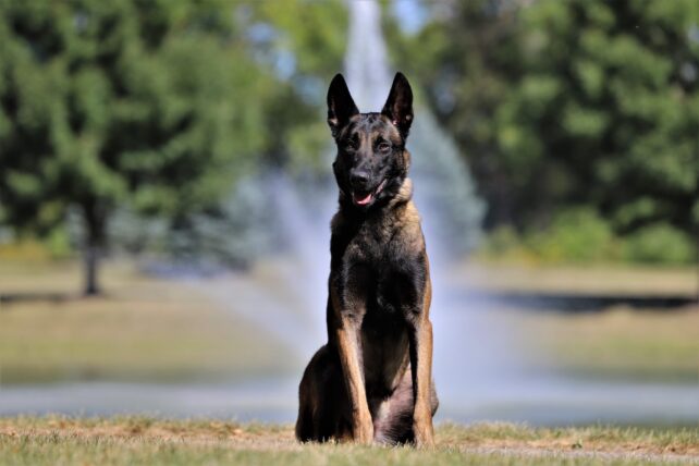 owczarek malinois