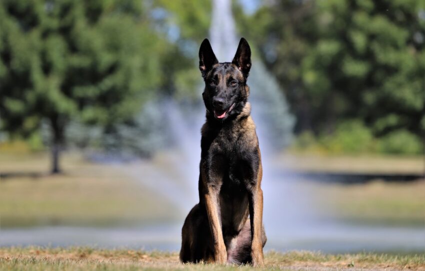 owczarek malinois