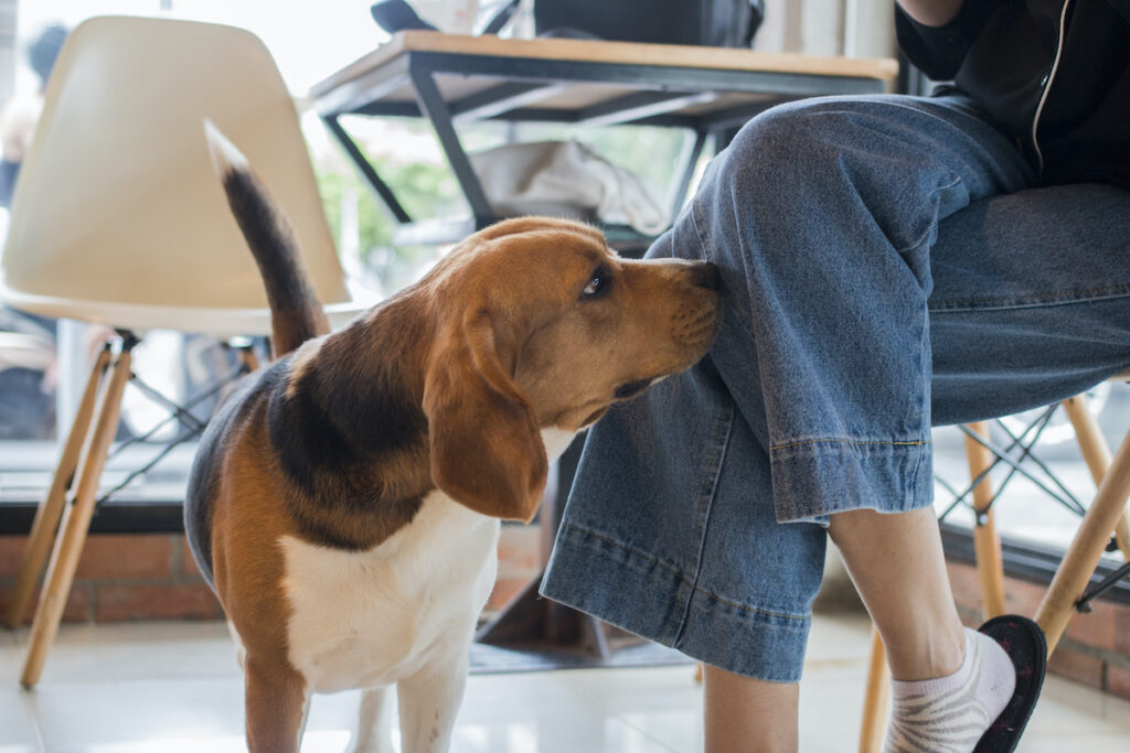 Beagle bada zapach w domu swojego właściciela.