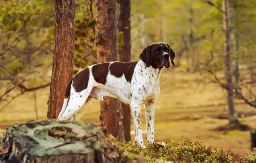 pointer karmienie