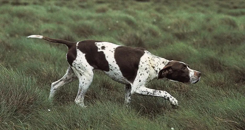 pointer wyżeł angielski