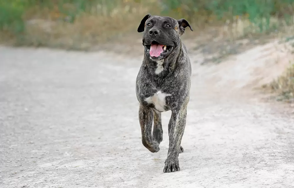 presa canario breed dog kanaryjski