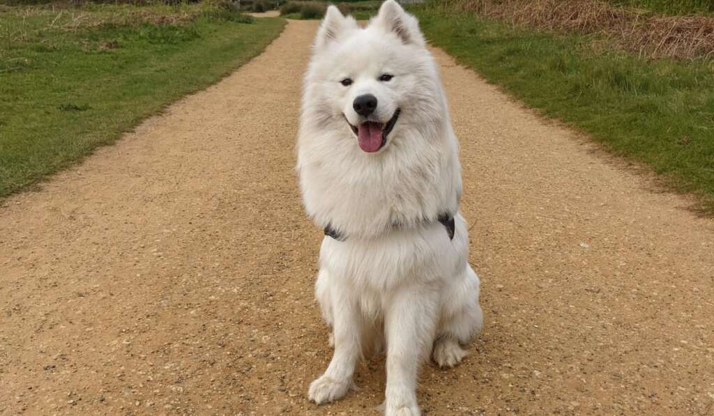 samojed pies