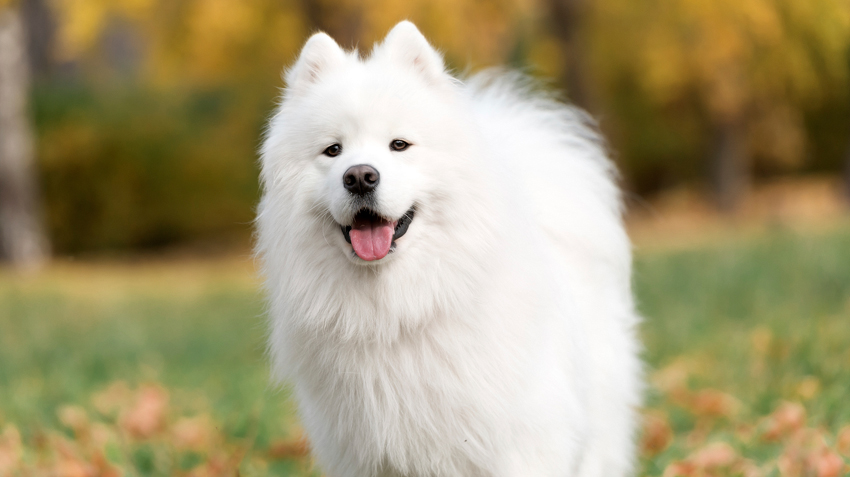 samojed charakterystyka