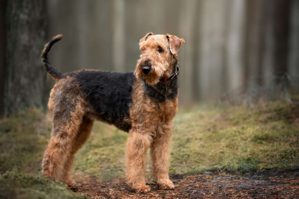 Airedale,Terrier,Dog,Standing,Outdoors,In,The,Forest