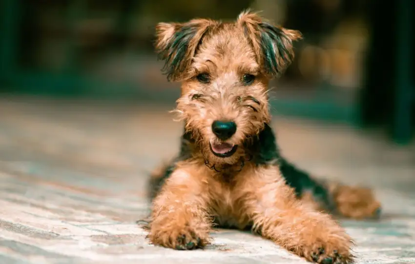 Airedale Terrier pies