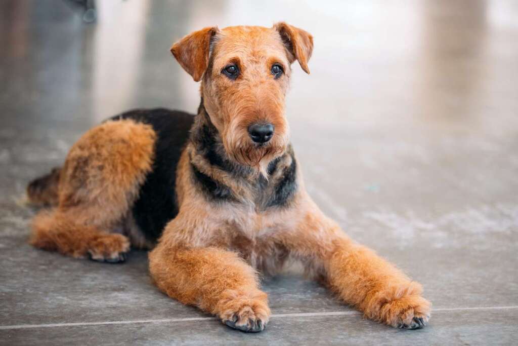 Airedale Terrier pies terier