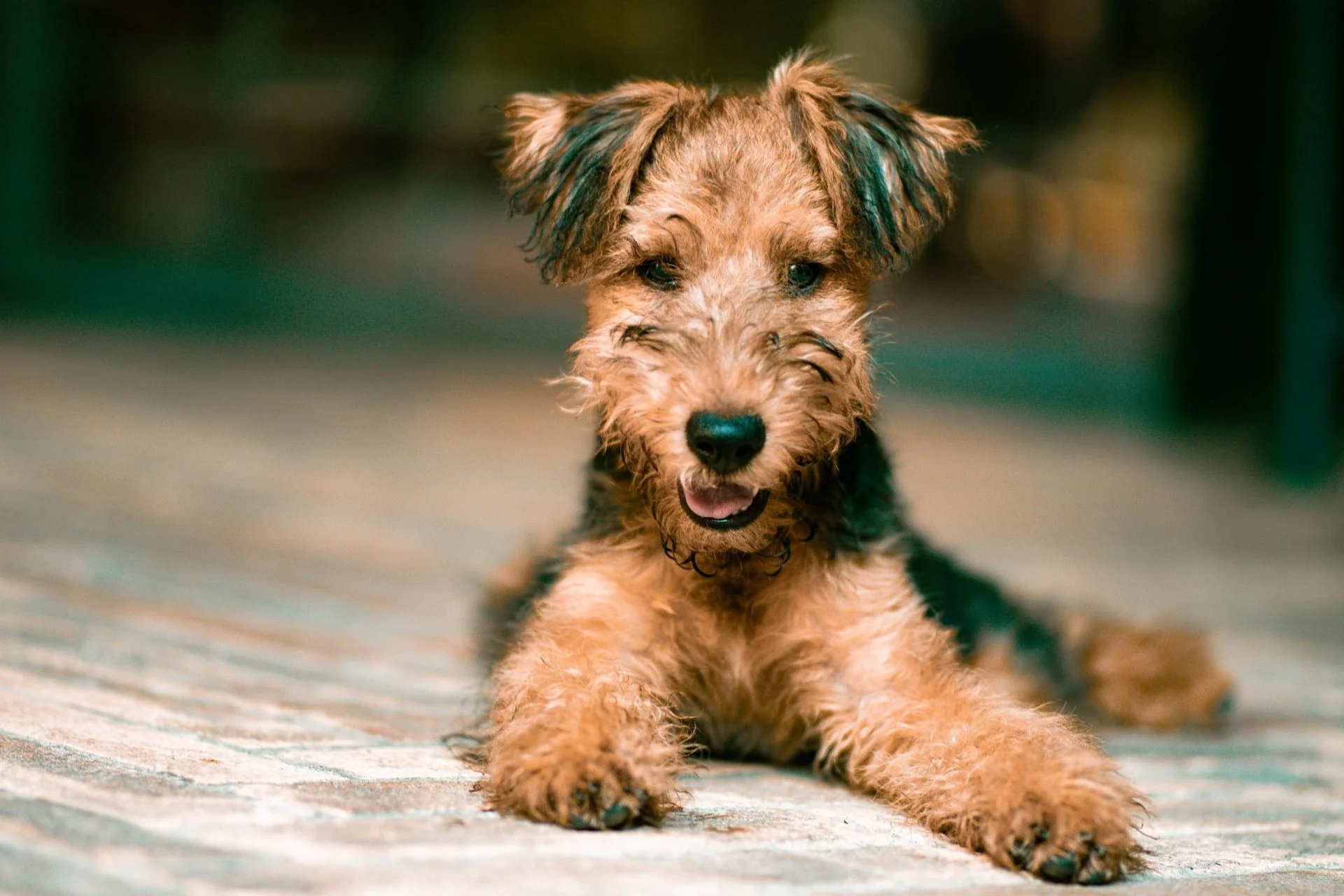 Airedale Terrier pies