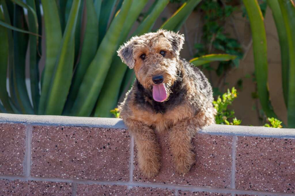 Airedale Terrier rasa psa