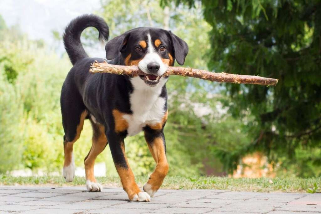 Appenzeller Sennenhunde szczeniak