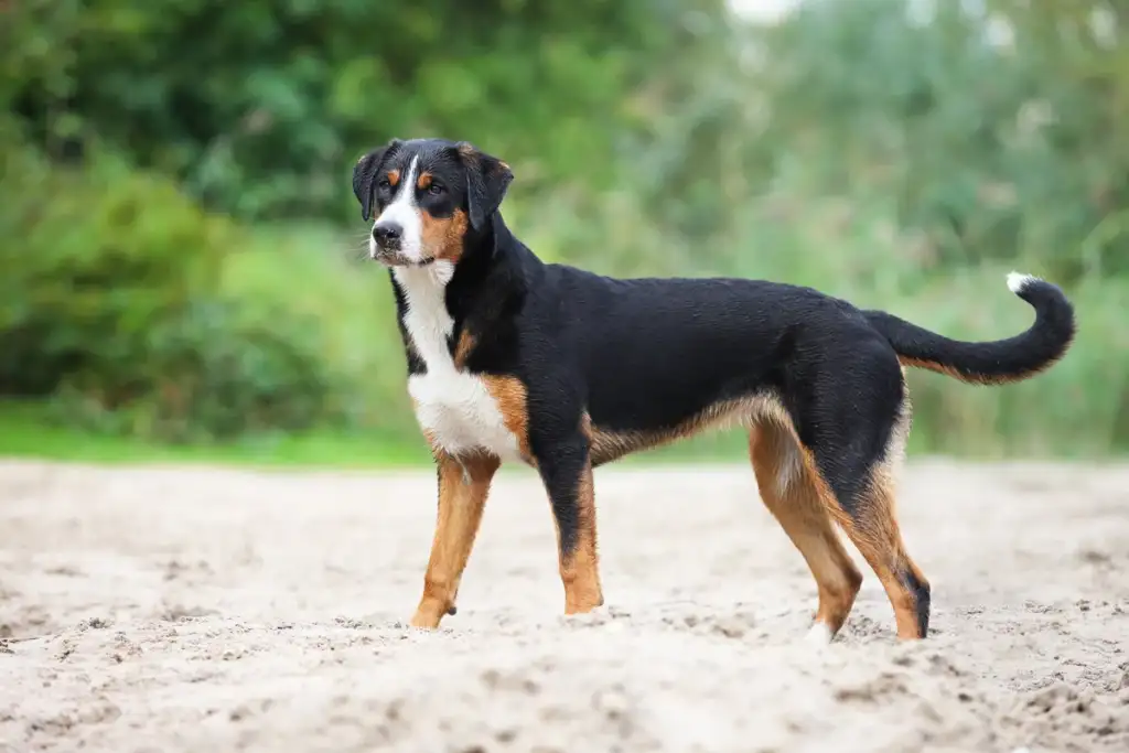 Appenzeller Sennenhunde charakterystyka