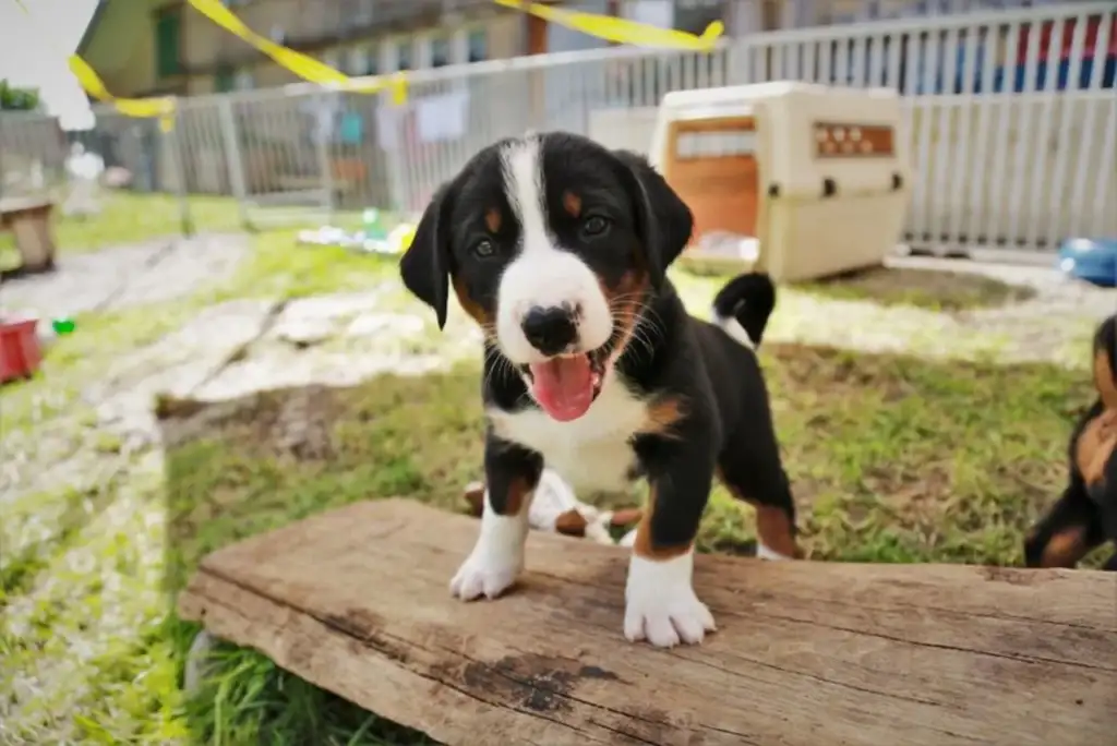 Appenzeller Sennenhunde szczeniak