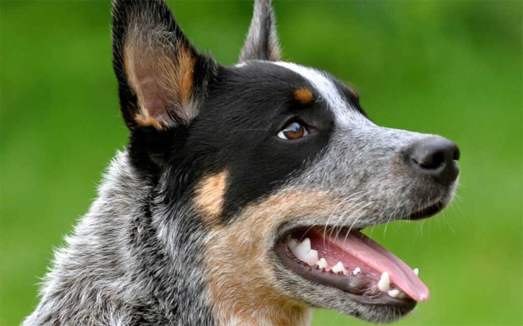 Australian-Cattle-Dog