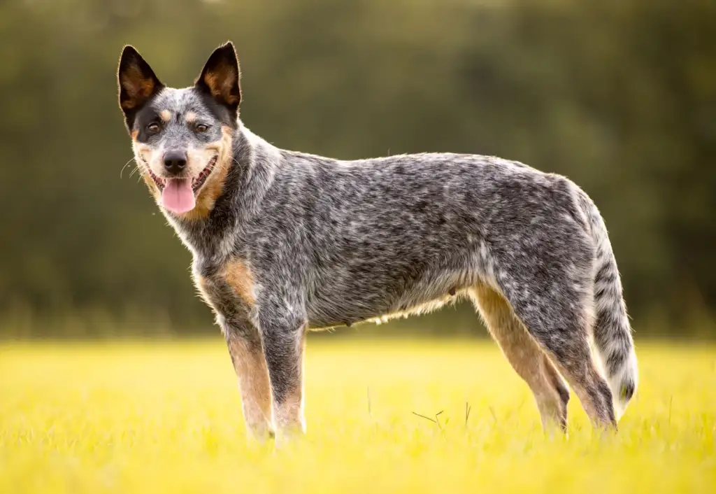 Australian cattle dog opis rasy