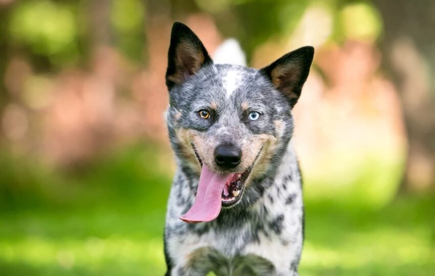 Australian cattle dog pies