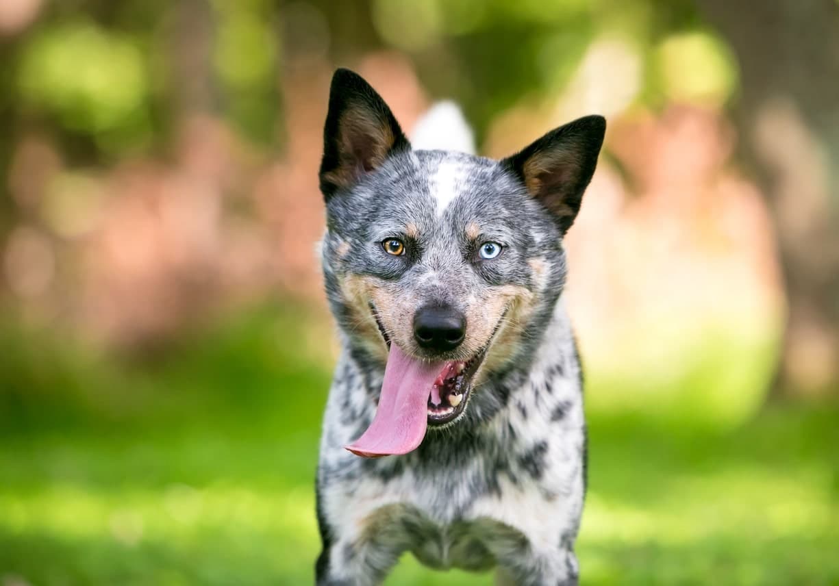 Australian cattle dog pies