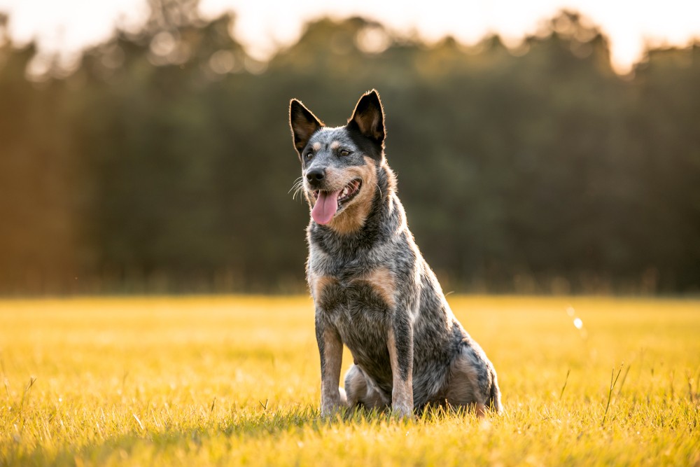 Australian cattle dog rasa psa